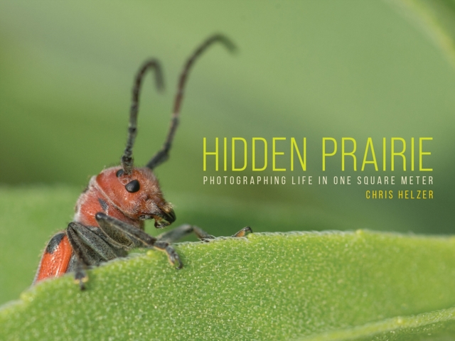 Hidden Prairie : Photographing Life in One Meter, Paperback / softback Book