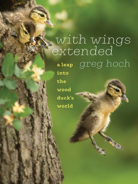 With Wings Extended : A Leap into the Wood Duck's World, Paperback / softback Book