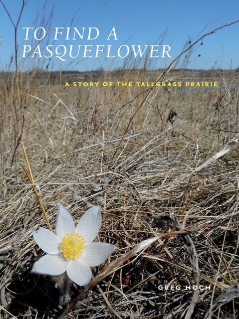 To Find a Pasqueflower : A Story of the Tallgrass Prairie, Paperback / softback Book