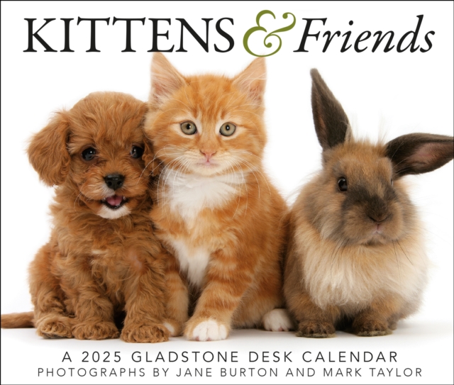 Kittens & Friends Box Calendar 2025, Paperback Book