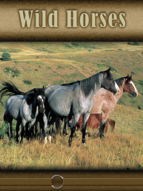 Wild Horses : Eye to Eye with Horses, PDF eBook