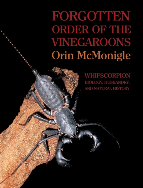 Forgotten Order of the Vinegaroons : Whipscorpion Biology, Husbandry, and Natural History, Hardback Book