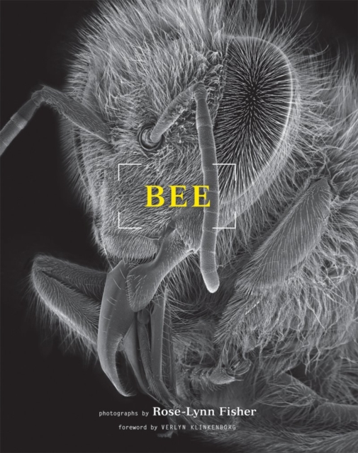 Bee, Paperback / softback Book