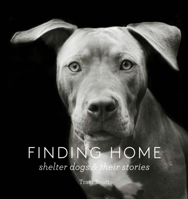 Finding Home : Shelter Dogs and Their Stories, Hardback Book