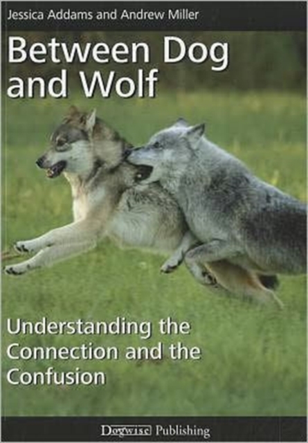 Between Dog and Wolf : Understanding the Connection and the Confusion, Paperback / softback Book