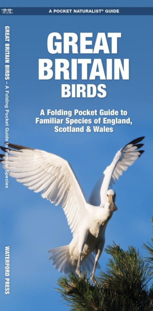 Great Britain Birds : A Folding Pocket Guide to Familiar Species of England, Scotland & Wales, Pamphlet Book