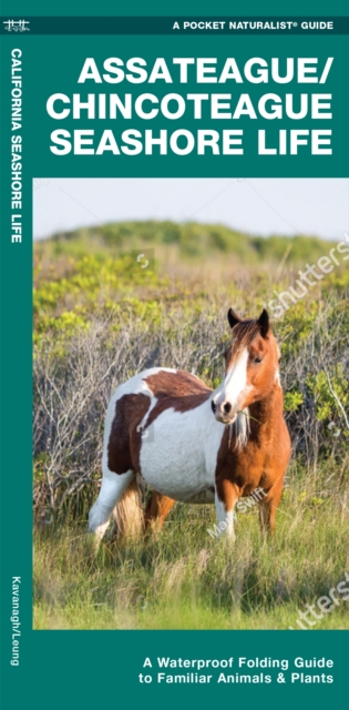 Assateague/Chincoteague Seashore Life : A Waterproof Folding Guide to Familiar Animals & Plants, Pamphlet Book