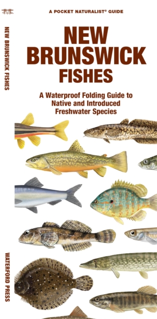 New Brunswick Fishes : A Waterproof Folding Guide to Native and Introduced Freshwater Species, Pamphlet Book