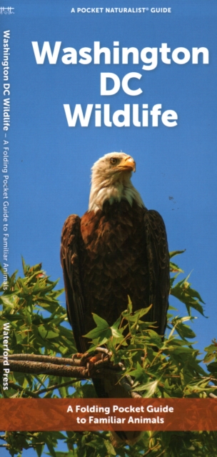 Washington DC Wildlife : A Folding Pocket Guide to Familiar Animals, Pamphlet Book