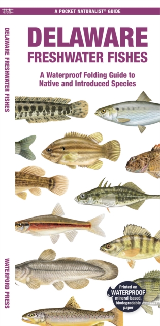 Delaware Freshwater Fishes : A Waterproof Folding Guide to Native and Introduced Species, Pamphlet Book