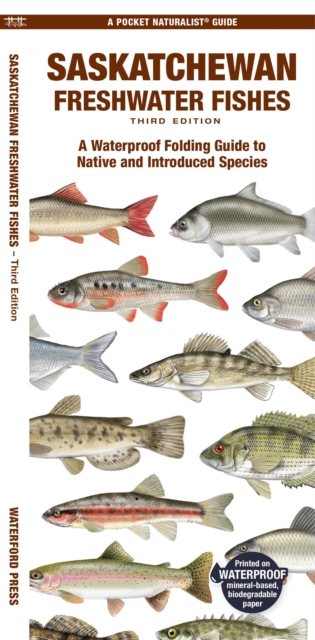 Saskatchewan Freshwater Fishes : A Waterproof Folding Guide to Native and Introduced Species, Pamphlet Book