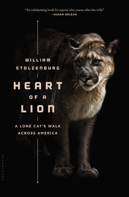 Heart of a Lion : A Lone Cat’s Walk Across America, Hardback Book