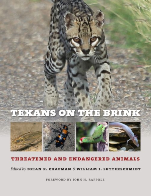 Texans on the Brink : Threatened and Endangered Animals, Hardback Book