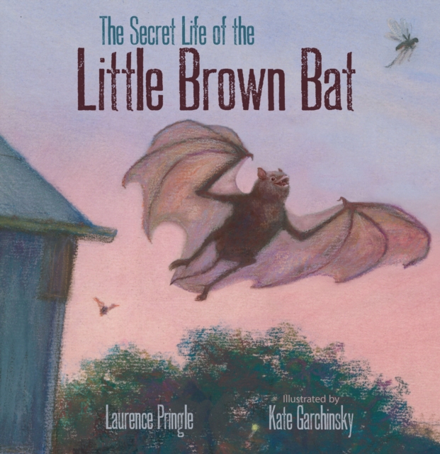 The Secret Life of the Little Brown Bat, Hardback Book