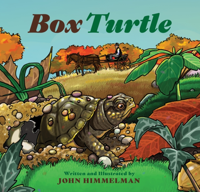 Box Turtle, Hardback Book