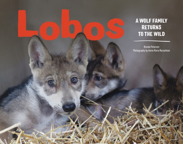 Lobos : A Wolf Family Returns to the Wild, Hardback Book