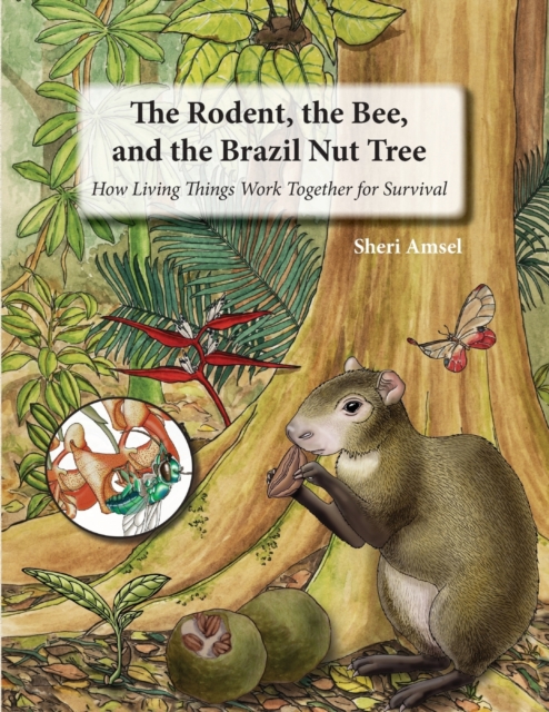 The Rodent, the Bee, and the Brazil Nut Tree : How Living Things Work Together for Survival, Paperback / softback Book