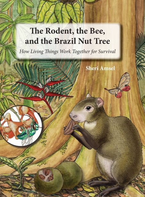 The Rodent, the Bee, and the Brazil Nut Tree : How Living Things Work Together for Survival, Hardback Book