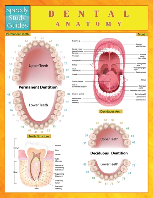 Dental Anatomy (Speedy Study Guides), Paperback / softback Book