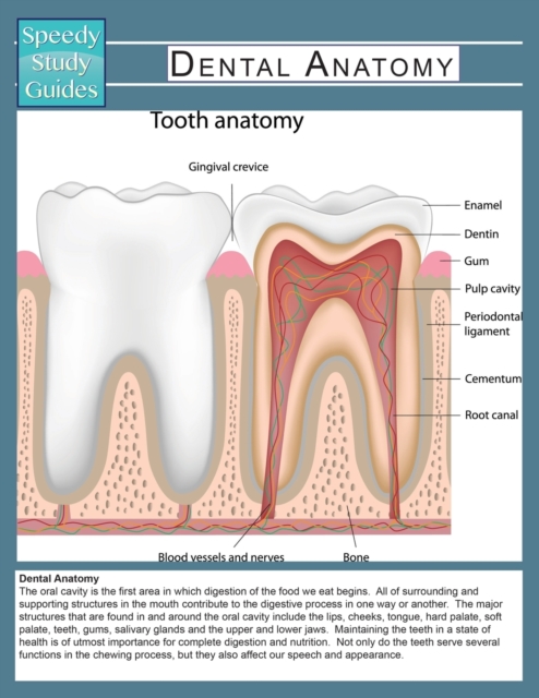 Dental Anatomy (Speedy Study Guide), Paperback / softback Book