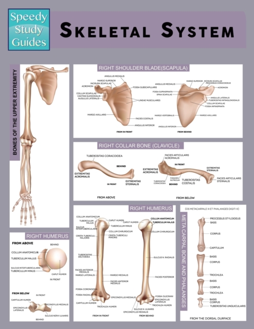 Skeletal System (Speedy Study Guide), Paperback / softback Book