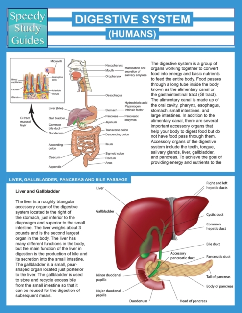 Digestive System (Humans) (Speedy Study Guide), Paperback / softback Book