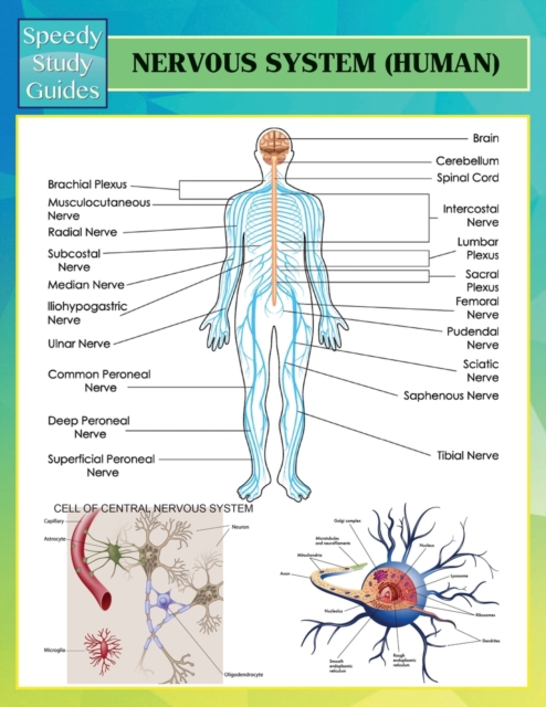Nervous System (Human) (Speedy Study Guides), Paperback / softback Book