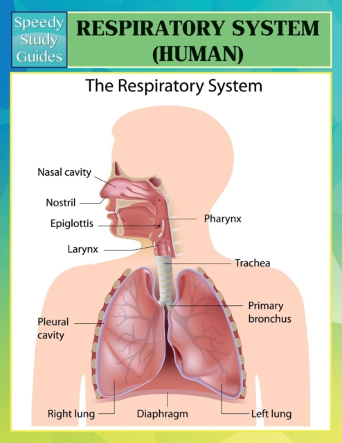 Respiratory System (Human) (Speedy Study Guides), Paperback / softback Book