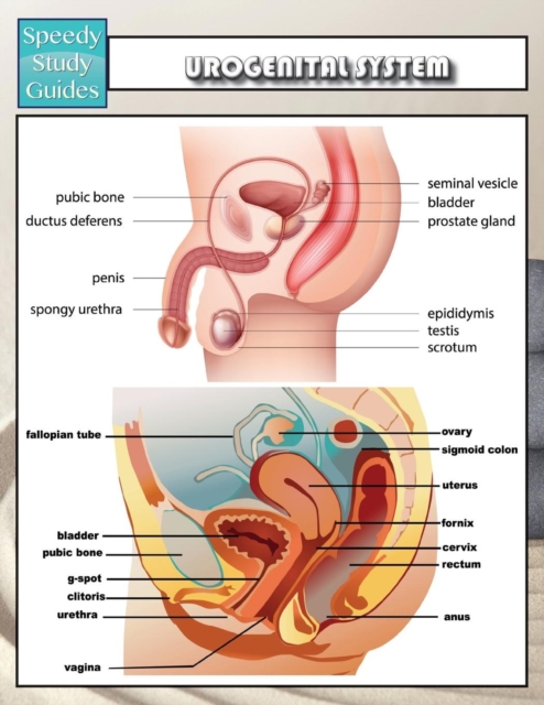 Urogenital System (Speedy Study Guides), Paperback / softback Book