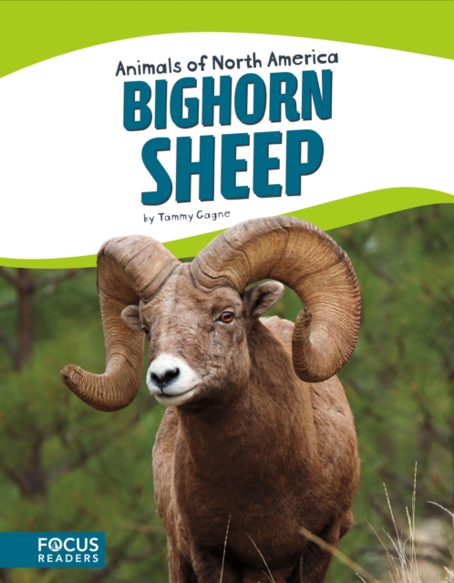 Animals of North America: Bighorn Sheep, Paperback / softback Book