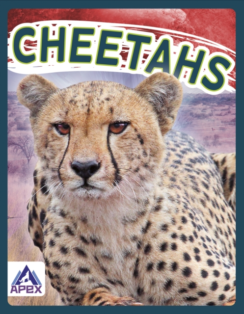 Wild Cats: Cheetahs, Paperback / softback Book