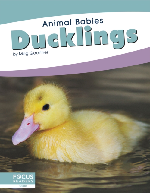 Animal Babies: Ducklings, Hardback Book