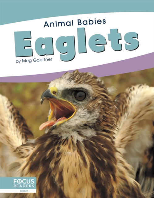Animal Babies: Eaglets, Hardback Book