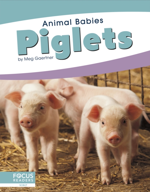 Animal Babies: Piglets, Hardback Book