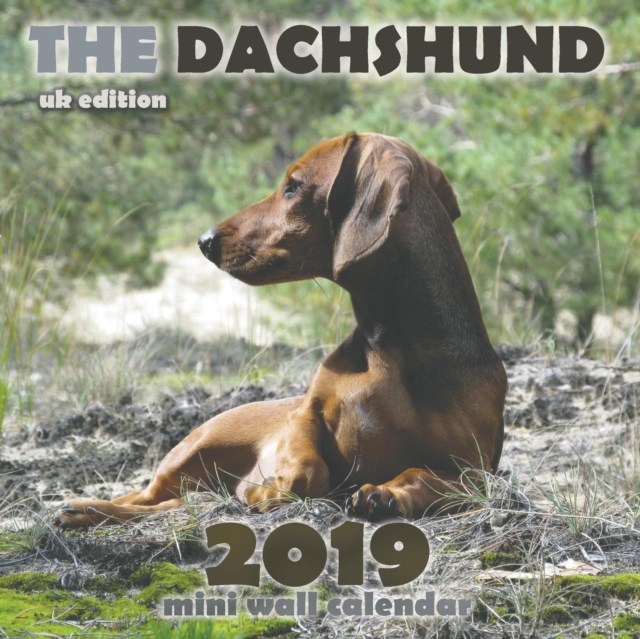 The Dachshund 2019 Mini Wall Calendar (UK Edition), Paperback / softback Book