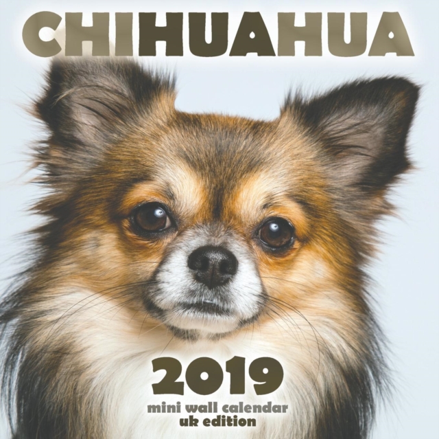 Chihuahua 2019 Mini Wall Calendar (UK Edition), Paperback / softback Book