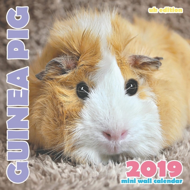 Guinea Pig 2019 Mini Wall Calendar (UK Edition), Paperback / softback Book
