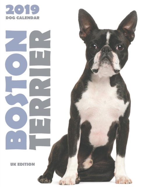 Boston Terrier 2019 Dog Calendar (UK Edition), Paperback / softback Book