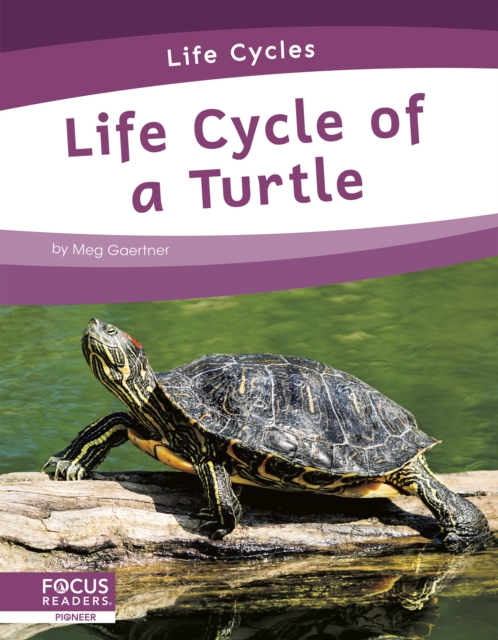 Life Cycles: Life Cycle of a Turtle, Paperback / softback Book