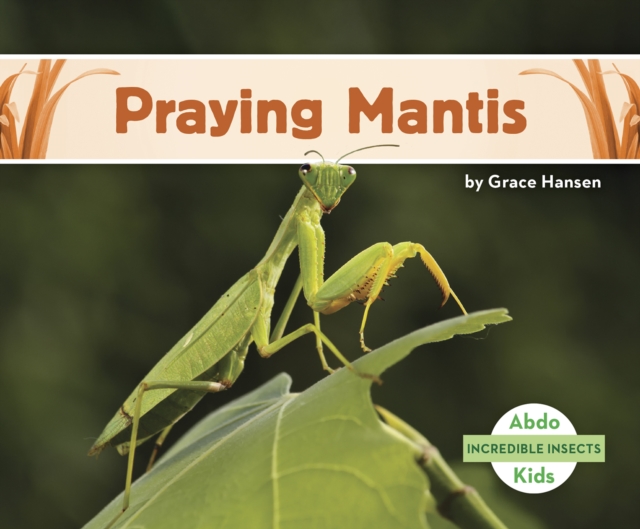 Incredible Insects: Praying Mantis, Paperback / softback Book