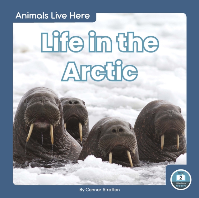 Animals Live Here: Life in the Arctic, Paperback / softback Book