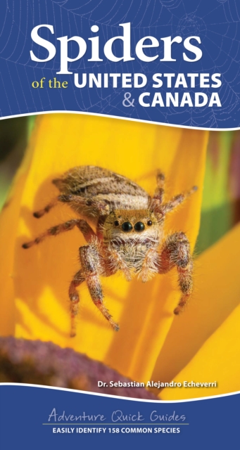 Spiders of the United States : A Guide to Common Species, Spiral bound Book