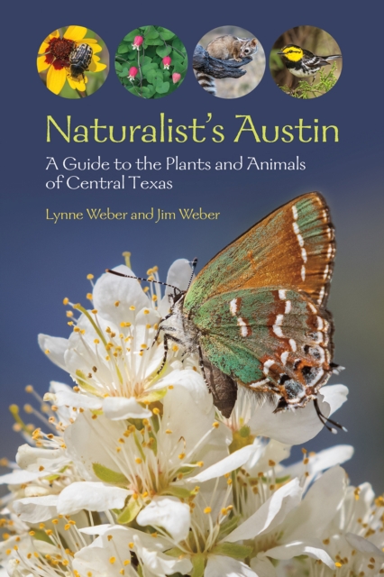 Naturalist's Austin : A Guide to the Plants and Animals of Central Texas, Paperback / softback Book