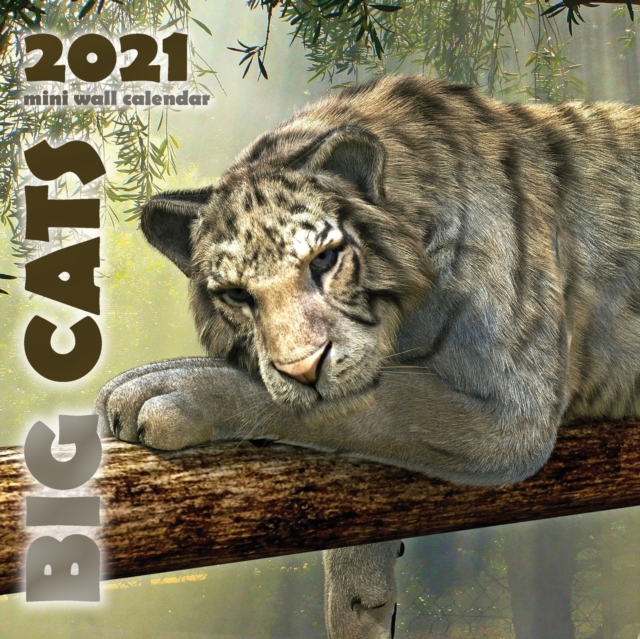 Big Cats 2021 Mini Wall Calendar, Paperback / softback Book