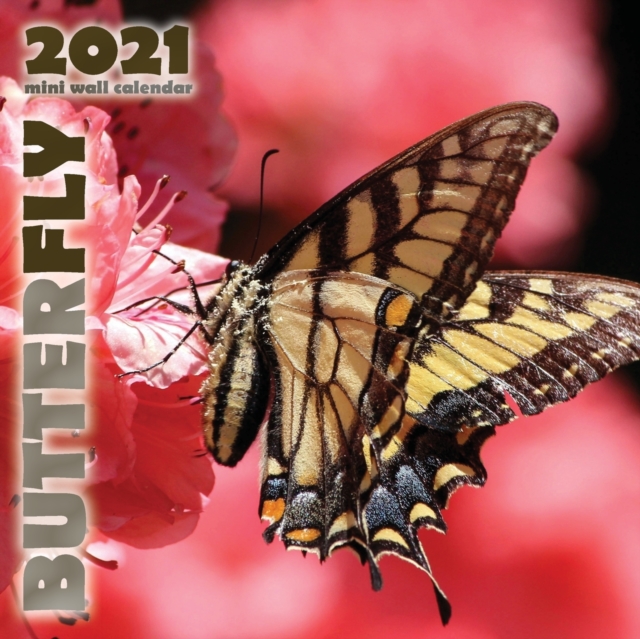 Butterfly 2021 Mini Wall Calendar, Paperback / softback Book