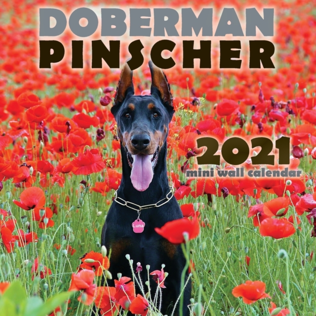 Doberman Pinscher 2021 Mini Wall Calendar, Paperback / softback Book