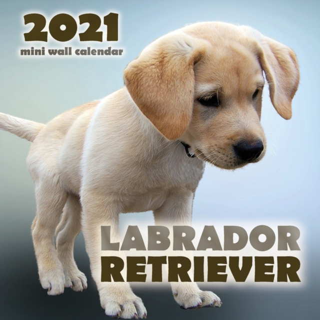 Labrador Retriever 2021 Mini Wall Calendar, Paperback / softback Book