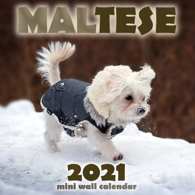 Maltese 2021 Mini Wall Calendar, Paperback / softback Book