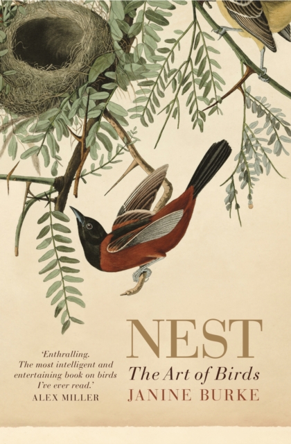 Nest : The art of birds, Paperback / softback Book