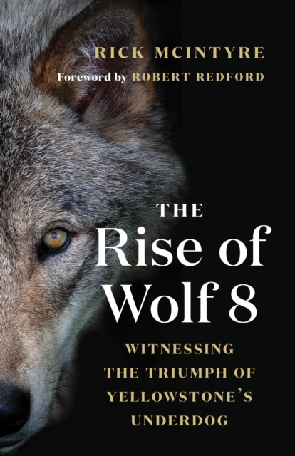 The Rise of Wolf 8 : Witnessing the Triumph of Yellowstone's Underdog, EPUB eBook